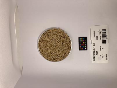 Click for 1 image(s) for this accession. SEED